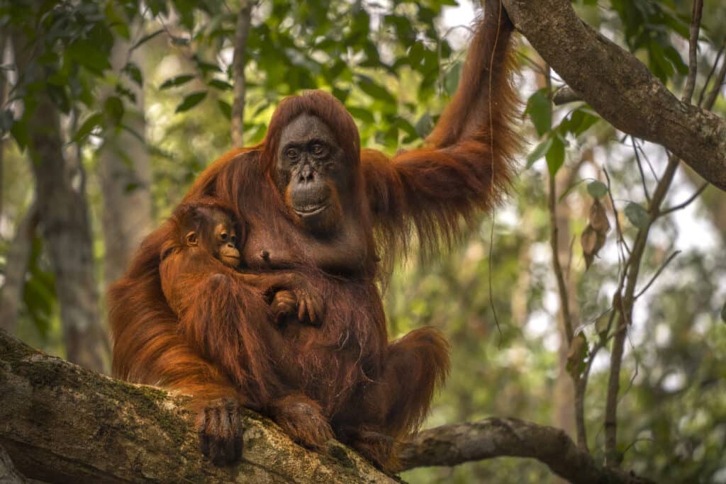 Conservation Through a Lens example