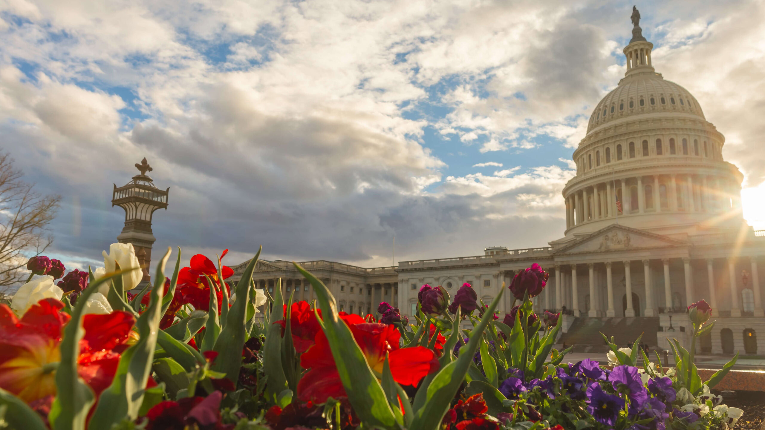 spring blooms at US capital in DC